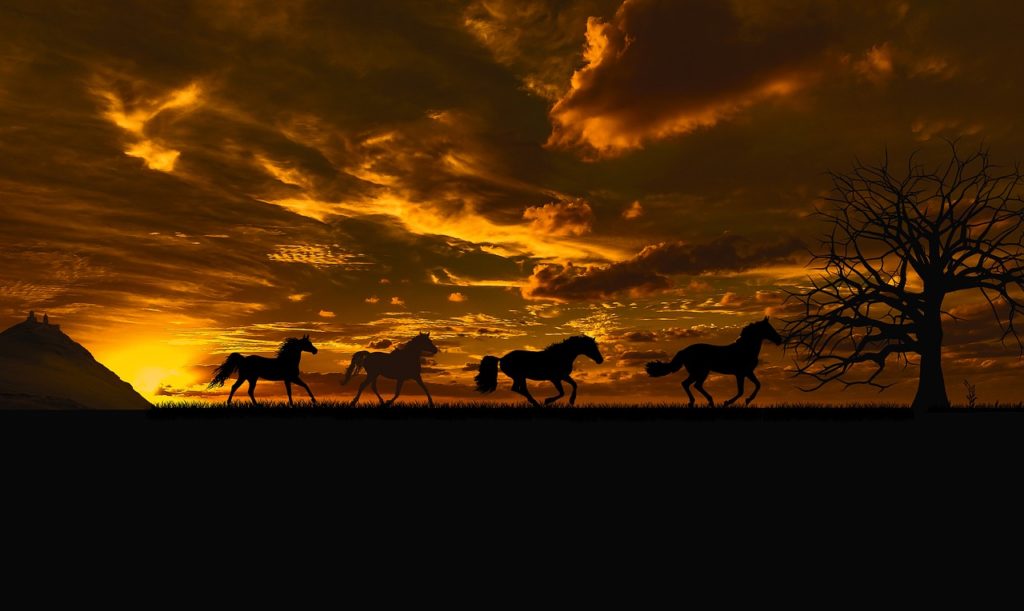 Sunset Horses Running